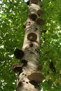 Birch Polypore - great for making fine paper!